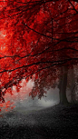 BEAUTIFUL AUTUMN COLORS: 