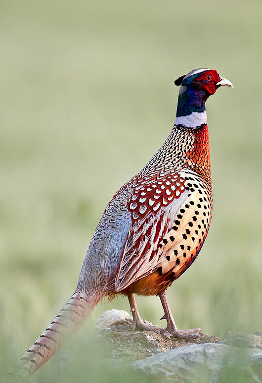 雉鸡鸟纲国家三级保护动物