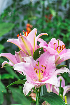 蕟LA采集到百合、萱草、六初花、剑兰类