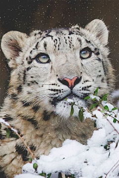 瑾浮沉生采集到大型猫科动物-雪豹