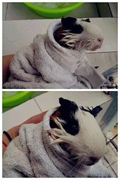 蓝胖子。  的插画 不知道现你在有没有沦为其他人的实验品