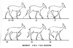 小司妹采集到运动规律