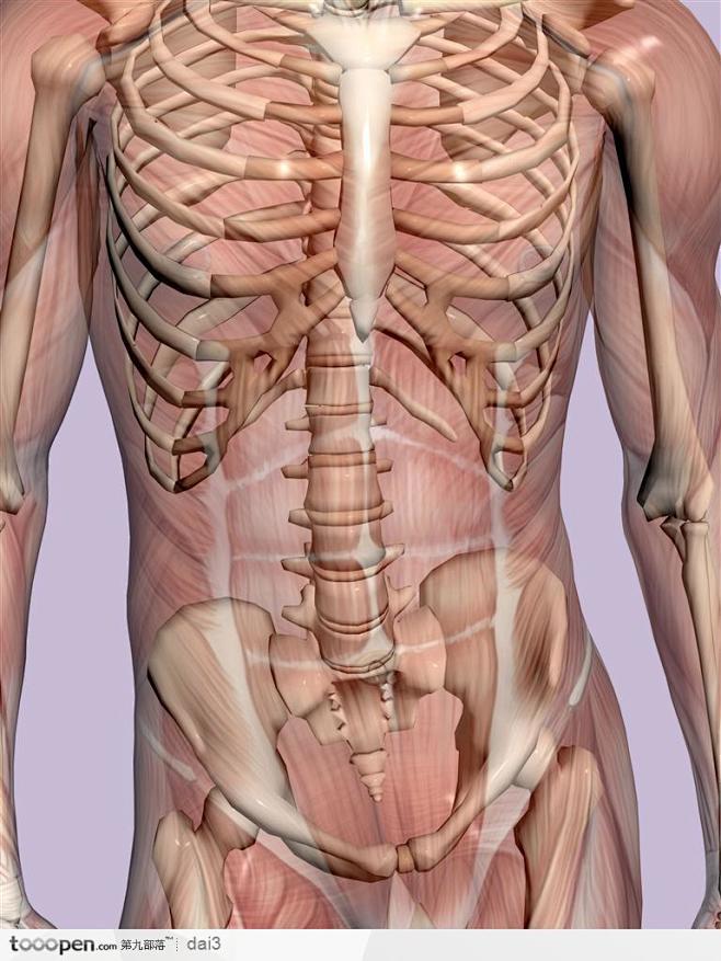 人体肌肉骨骼-健壮的男性肌肉骨骼