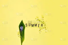 文字夏天从信件和田野洋甘菊花在黄色的背景。贺卡平铺拷贝空间概念你好夏季，夏季时间。