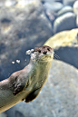 Otter notices human as it swims