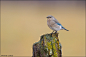 山蓝鸲 Sialia currucoides 雀形目 鸫科 蓝鸲属
Mountain Bluebird by Daniel Cadieux on 500px