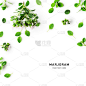 马郁兰的树枝和树叶创造性的布局