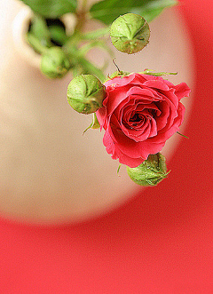 舍栗子采集到玫瑰，月季，我的爱~~~