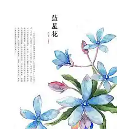  —— 成都插画师罗雨舒的作品
蓝星花（Blue daze）：蓝星花总是这么静静地开放着，小小的花朵，一点也不惹人注意。它绝对不是一个出色的主角，看起来和一般路旁的小草没有什么两样，但是，如果与粉红色的野菊或花形华丽的玫瑰搭配时，就能把主花衬得十分显目突出了；如果和白色的满天星搭配，则又会表现出另一种高贵和典雅。
   