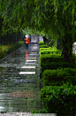 景区保洁 旅游 风景 清洁工 柳树 绿色 雨后 摄影