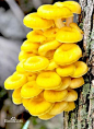 榆黄蘑（Pleurotus citrinopileatus Sing.）又名金顶侧耳、金顶蘑、玉皇蘑、黄金菇；菌盖草黄色至鲜黄色，光滑，漏斗状，直径3—10 厘米。菌肉白色。柄偏生。菌盖鲜黄、油亮，优美喜人。榆黄蘑既具味道鲜美、香味浓郁、营养丰富的食用价值，又具有滋补强身的药用价值。不但被中国人所喜爱，而且在国际市场较为抢手，生产和经营效益均较一般农产品高得多。