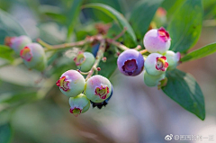 早川桃子采集到花～～～