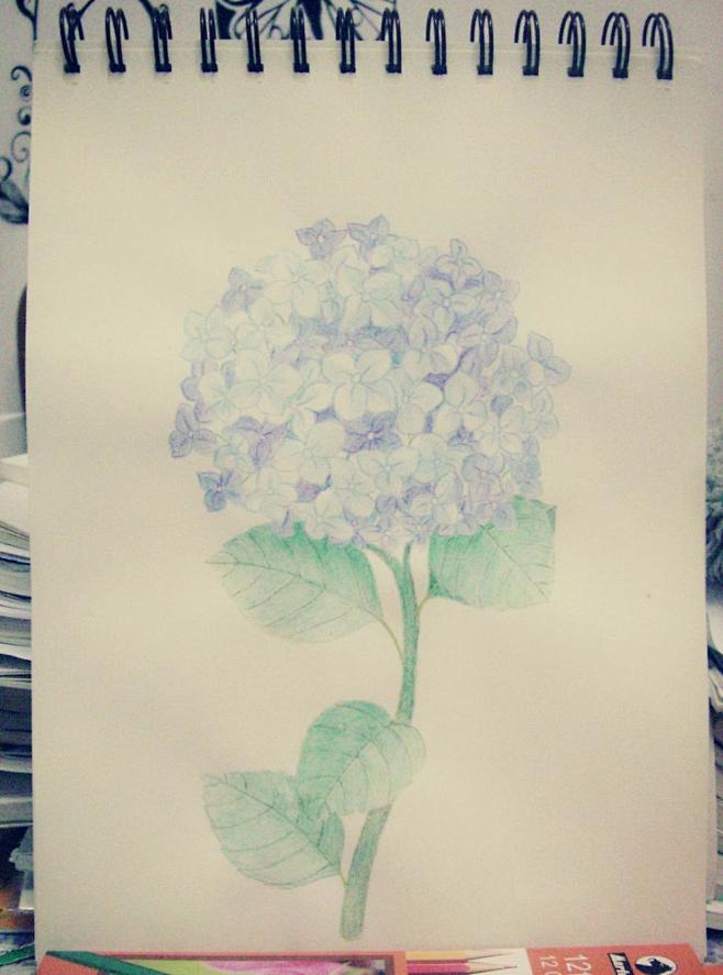 彩铅紫阳花
