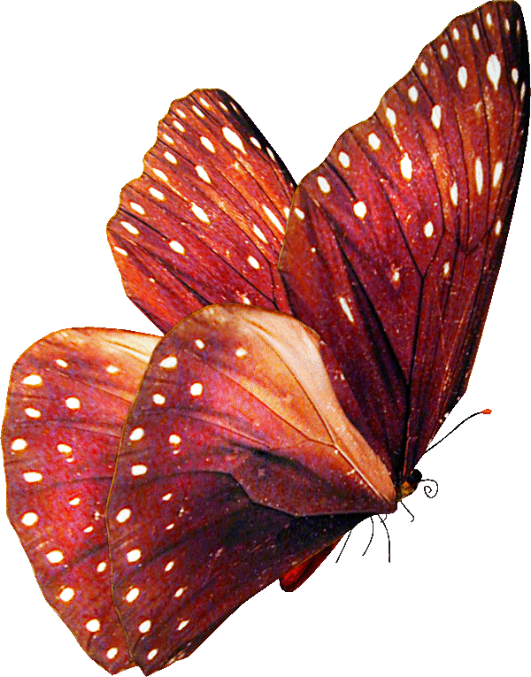 蝴蝶免抠PNG透明图片素材
