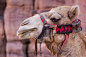 骆驼肖像，macdown插图，精美骆驼图片素材，沙漠骆驼精选素材，骆驼，Mac下载素材