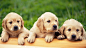 Puppies download - Desktop Wallpapers, HD and iPhone Wallpapers, Free download