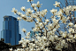 白玉兰学名（Michelia alba DC.），是玉兰花中开白色花的品种。又名木兰、玉兰等。木兰科落叶乔木，树高一般2～5米或高可达15米。花白色，大型、芳香，先叶开放，花期10天左右。中国著名的花木，北方早春重要的观花树木，上海市市花，有2500年左右的栽培历史，为庭园中名贵的观赏树。原产中国中部，现北京及黄河流域以南均有栽培。古时多在亭、台、楼、阁前栽植。现多见于园林、厂矿中孤植，散植，或于道路两侧作行道树。北方也有作桩景盆栽。现世界各地均已引种栽培。