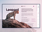 豹页动物文章挑战概念百科全书figma leopard ui web wiki
