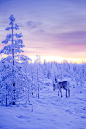The Lone Reindeer (by Ilkka Hamalainen)