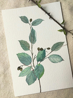 Dr_兔先生采集到水彩风插画