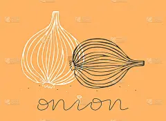 Hand drawn black and white onion on an orange back
