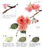 彩铅花之绘花卉植物素材唯美插画手绘教程线稿临摹线稿素材PDF