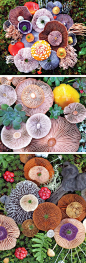 Vibrant Mushroom Arrangements Photographed by Jill Bliss