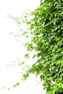 爬山虎 装饰元素免抠png图片壁纸