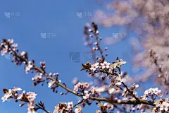 蓝天下绽放的樱花枝。春天的概念。有选择性的重点