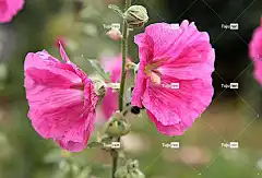 棉花糖 蜀葵 花壁纸 自然 粉红色 花 草本植物 美丽的花朵