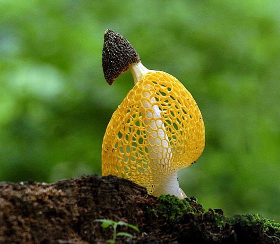 艷麗而致命的蘑菇