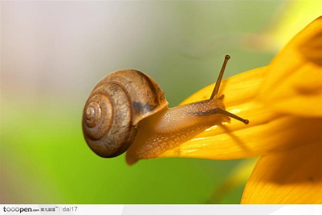 昆虫生态-花瓣上的蜗牛