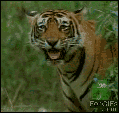 有谁看过老虎会笑吗？这货笑起来好萌啊~