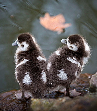 Egyptian goose chick...