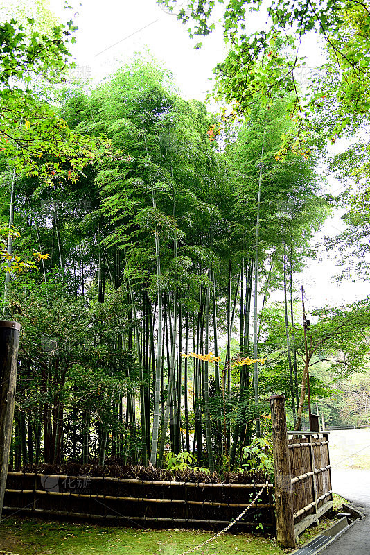 竹花园