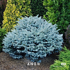 西瓜瓜123采集到北方植物选型