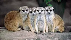 可爱猫鼬图片桌面高清壁纸桌面壁纸3