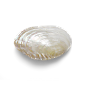 海星海螺贝壳珊瑚海马等 海洋生物主题 高清素材 009.png
