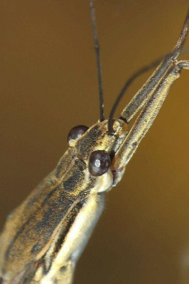 半翅目显角亚目水黾科黾蝽科圆臀大黾蝽