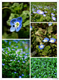 #花瓣花语录#你一定在田间、路旁见过这种四瓣的蓝色小花。但你知道它的名字吗？【阿拉伯婆婆纳】-玄参科一年至二年生草本植物，原产于西亚、欧洲，南方地区春夏季常见的田间杂草，可供药用。阿拉伯婆婆纳是入侵植物，但只要不长在田间影响农作物，蓝色星星点点的小花小草之美也很讨喜。花语：健康！