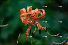 野生莉莉 美丽的花朵 雨 花 植物 苏美尔 花卉背景 花壁纸