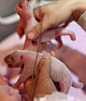 Newborn polar bears