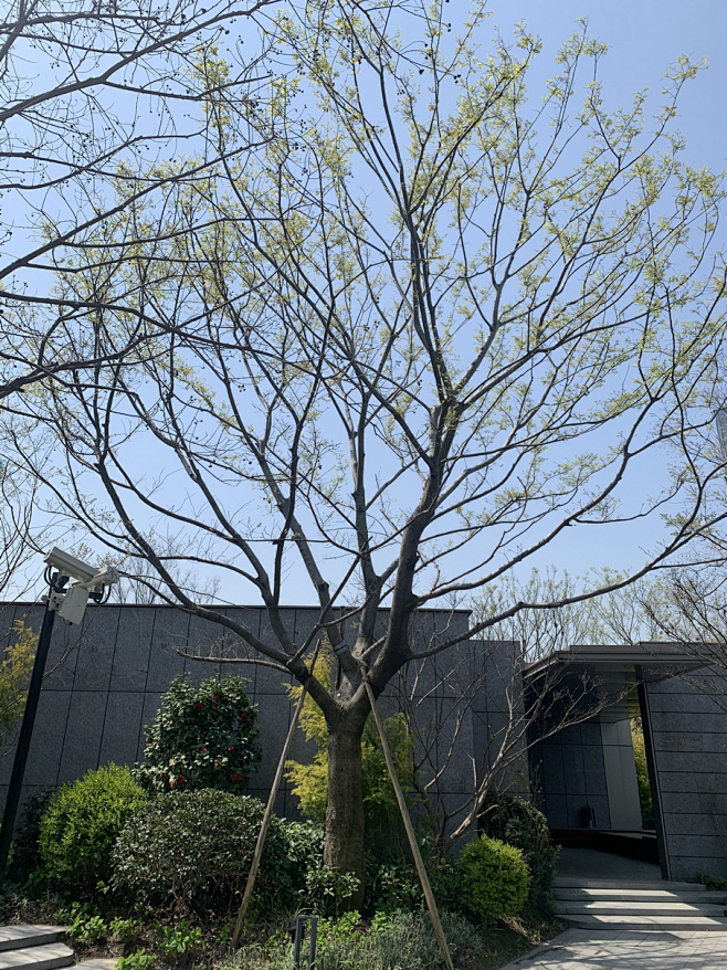 朴树