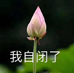 我想开了我自闭了什么梗什么意思 我想开了我自闭了表情包