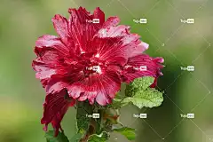 花 美丽的花朵 蜀葵 花壁纸 植物学 盛开 花瓣 生长 自然
