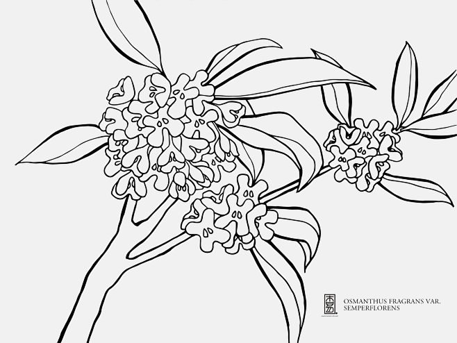 一日一草木四季桂枝头万点妆金蕊四季桂桂花春季花卉植物自然线描手绘