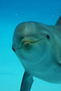 Dolphin Smiles: 