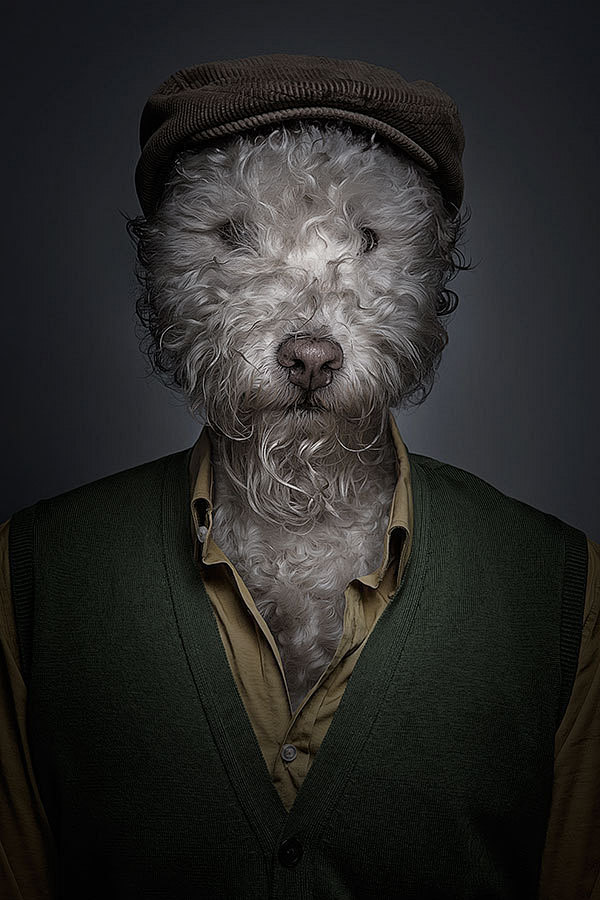 创意摄影：有趣的拟人化狗肖像照片