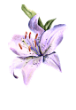 手绘花 蝴蝶 叶子 花环 钻石 花瓣 png素材
