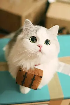 动物 猫咪 狗呆萌 喵星可爱 宠物 自然 萌宠尽在 ------&gt; @花道士